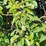 Aloysia virgata habit picture by Trap Hers (cc-by-sa)