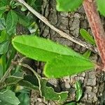 Rhamnus staddo leaf picture by susan brown (cc-by-sa)