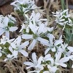 Arenaria querioides flower picture by Prieta Javier (cc-by-sa)
