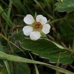 Fragaria viridis flower picture by dewara (cc-by-sa)
