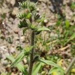 Echium vulgare habit picture by raphaelh (cc-by-sa)