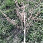 Atriplex hortensis habit picture by Eric Favre (cc-by-sa)