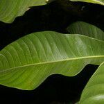 Pouteria calistophylla leaf picture by Nelson Zamora Villalobos (cc-by-nc)