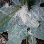 Hieracium phlomoides leaf picture by jean.claude (cc-by-sa)