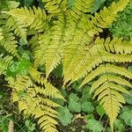 Dryopteris erythrosora leaf picture by Robert Schilder (cc-by-sa)