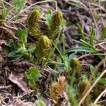 Selaginella selaginoides habit picture by Fabien Anthelme (cc-by-sa)
