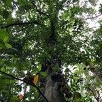 Artocarpus integer habit picture by Pierre Bonnet (cc-by-sa)