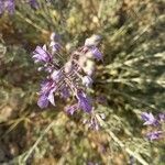 Teucrium orientale flower picture by Abdul Ghaffar (cc-by-sa)