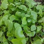 Claytonia rubra leaf picture by Payne Nick (cc-by-sa)