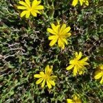 Launaea cervicornis flower picture by moya xema (cc-by-sa)