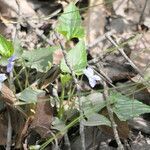 Viola cucullata habit picture by Maarten Vanhove (cc-by-sa)