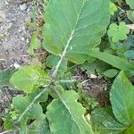 Chaptalia nutans leaf picture by Nneka Allicock (cc-by-sa)