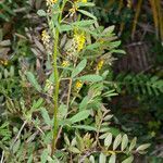 Melilotus sulcatus leaf picture by Martin Bishop (cc-by-sa)