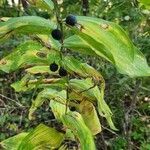 Polygonatum biflorum fruit picture by Jacki Jacki Barbeaux (cc-by-sa)