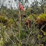 Stenorrhynchos vaginatum habit picture by Gabriel Ollivier (cc-by-sa)