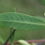 Rhabdadenia biflora leaf picture by R. Tournebize (cc-by-sa)