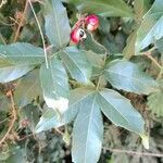Paullinia elegans leaf picture by Trap Hers (cc-by-sa)