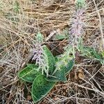 Ledebouria revoluta habit picture by Susan Brown (cc-by-sa)