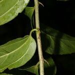 Celtis iguanaea leaf picture by Nelson Zamora Villalobos (cc-by-nc)