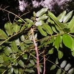 Andira inermis habit picture by Nelson Zamora Villalobos (cc-by-nc)