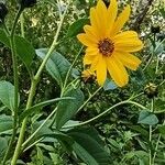 Helianthus giganteus habit picture by Marylin G (cc-by-sa)