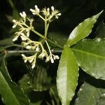 Psychotria horizontalis leaf picture by Nelson Zamora Villalobos (cc-by-nc)