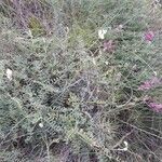 Hedysarum boveanum habit picture by Denis Bastianelli (cc-by-sa)
