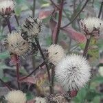 Aster amellus fruit picture by Kerstin Kerstin (cc-by-sa)
