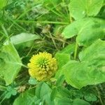 Trifolium badium flower picture by Claudio Lombardo (cc-by-sa)