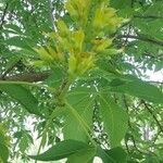 Aesculus glabra flower picture by Herrera Juan (cc-by-sa)