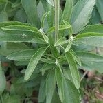 Salvia farinacea leaf picture by Syl Syl (cc-by-sa)