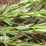 Declieuxia fruticosa habit picture by Nelson Zamora Villalobos (cc-by-nc)