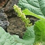 Urtica massaica flower picture by susan brown (cc-by-sa)