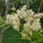 Fraxinus ornus flower picture by Jean-Luc letellier (cc-by-sa)