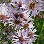 Aster tataricus flower picture by William Coville (cc-by-sa)