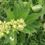 Asclepias viridis leaf picture by Susan Mitchell (cc-by-sa)