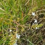 Plumbago zeylanica habit picture by susan brown (cc-by-sa)