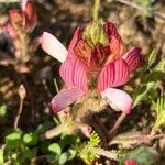 Onobrychis humilis flower picture by Pascua Javier (cc-by-sa)