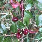 Cotoneaster divaricatus fruit picture by Robert Dietrich (cc-by-sa)