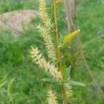 Salix nigra flower picture by alecto (cc-by-sa)