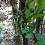 Caryota mitis fruit picture by Fk Alexander (cc-by-sa)
