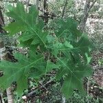 Quercus stellata leaf picture by Eli Small (cc-by-sa)