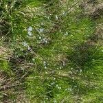 Myosotis martini habit picture by Francois Mansour (cc-by-sa)