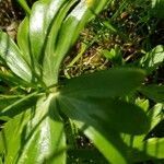 Helleborus viridis leaf picture by Frank-Thomas Hellwig (cc-by-sa)