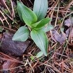 Goodyera repens leaf picture by Ruud Verkerke (cc-by-sa)