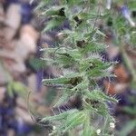 Echium vulgare fruit picture by Monteiro Henrique (cc-by-sa)