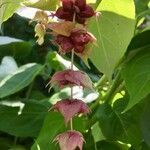Leycesteria formosa fruit picture by Line GUÉDON (cc-by-sa)