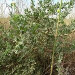 Guiera senegalensis habit picture by Maarten Vanhove (cc-by-sa)