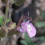 Teucrium botrys flower picture by Thibaut Durr (cc-by-sa)