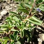 Veronica allionii leaf picture by bmd_online (cc-by-sa)